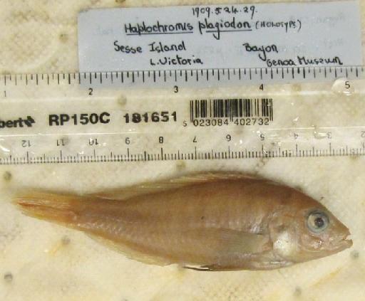 Haplochromis plagiodon Regan & Trewavas, 1928 - BMNH 1909.5.4.29, HOLOTYPE, Haplochromis plagiodon b