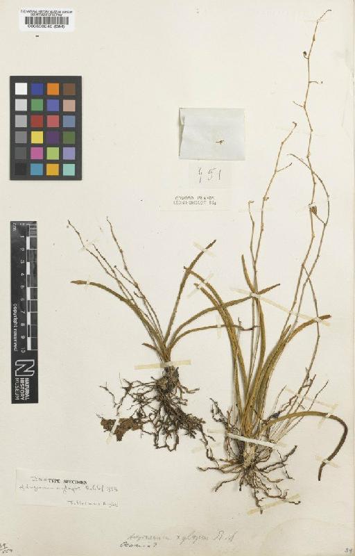 Angraecum xylopus Rchb.f. - BM000539248