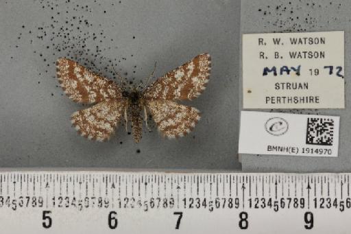 Ematurga atomaria (Linnaeus, 1758) - BMNHE_1914970_487381