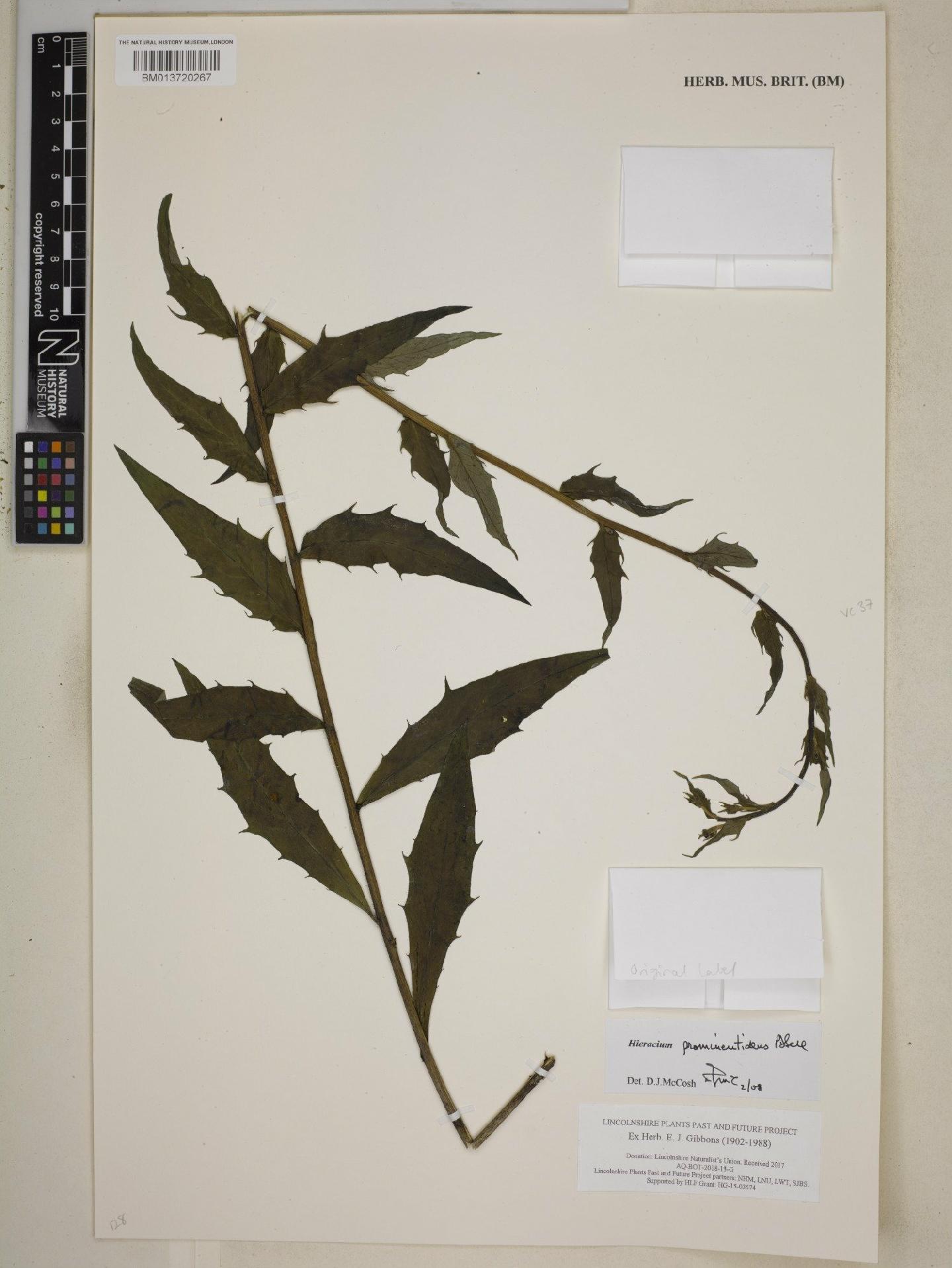 To NHMUK collection (Hieracium prominentidens P.D.Sell; NHMUK:ecatalogue:9011732)