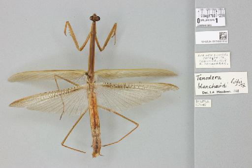 Tenodera blanchardi Giglio-Tos, 1912 - 012496260_71141_82116