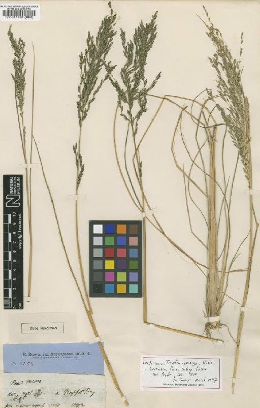 Leptochloa fusca subsp. fusca (L.) Kunth - BM000514991