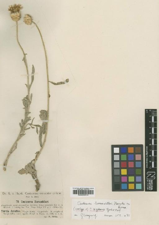 Centaurea bornmuelleri Hausskn. ex Bornm. - BM000996218