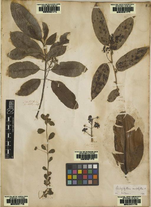 Jambolifera pedunculata L. - BM000621776