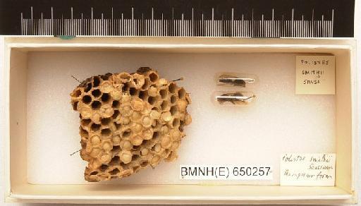 Polistes smithii Saussure, 1853 - Hymenoptera Nest BMNH(E) 650257
