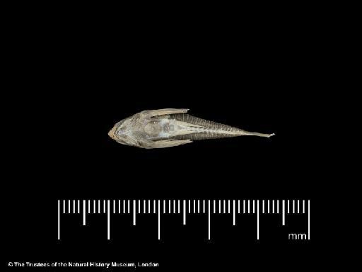 Corydoras polystictus Regan, 1912 - BMNH 1895.5.17.63, PARALECTOTYPE, Corydoras polystictus, ventral