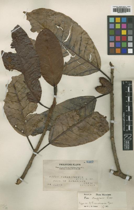 Ficus cordatula Merr. - BM000951775