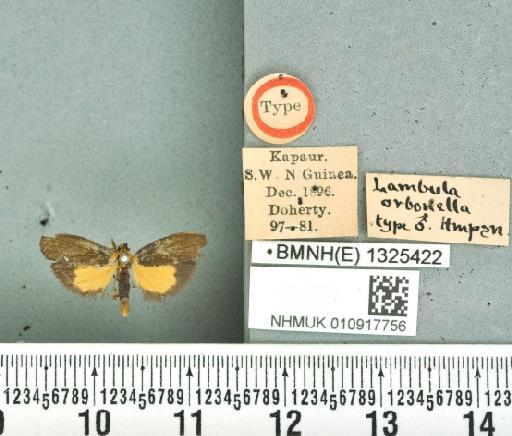 Lambula orbonella Hampson, 1900 - NHMUK_010917756_Lambula_orbonella_Hampson_1900_M_Typus