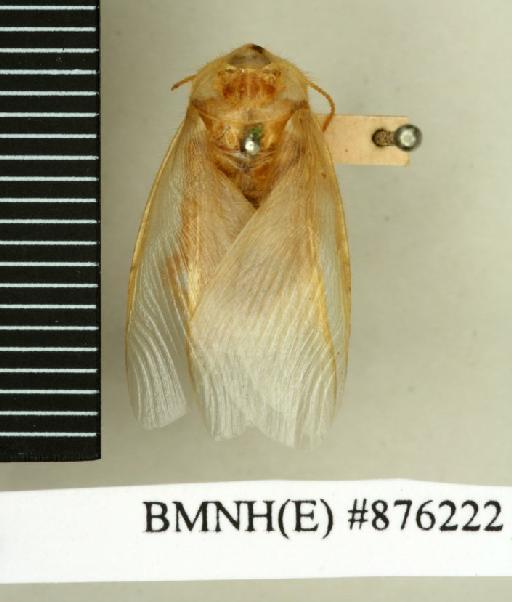 Heterogamodes dumonti Chopard, 1929 - Heterogamodes dumonti Chopard, 1929, male, syntype, dorsal. Photographer: Edward Baker. BMNH(E)#876222