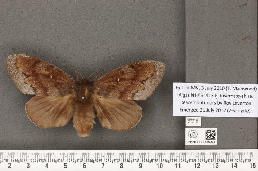 Dendrolimus pini (Linnaeus, 1758) - BMNHE_1635023_202150