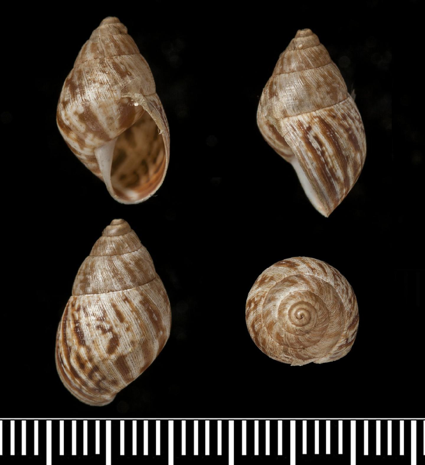 To NHMUK collection (Bulimus coagulatus Reeve, 1849; LECTOTYPE; NHMUK:ecatalogue:3506763)