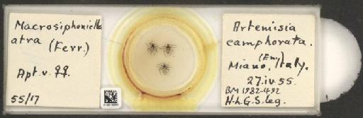 Macrosiphoniella atra Ferrari, 1872 - 010013330_112659_1094717