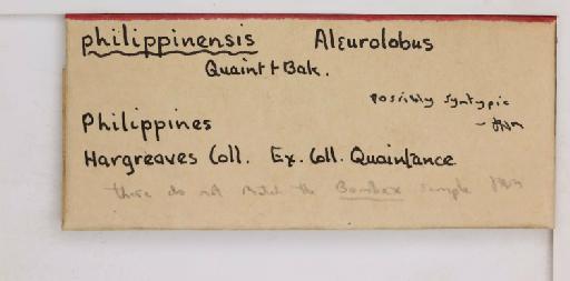 Aleurolobus philippinensis Quaintance & Baker, 1917 - 013486970_additional