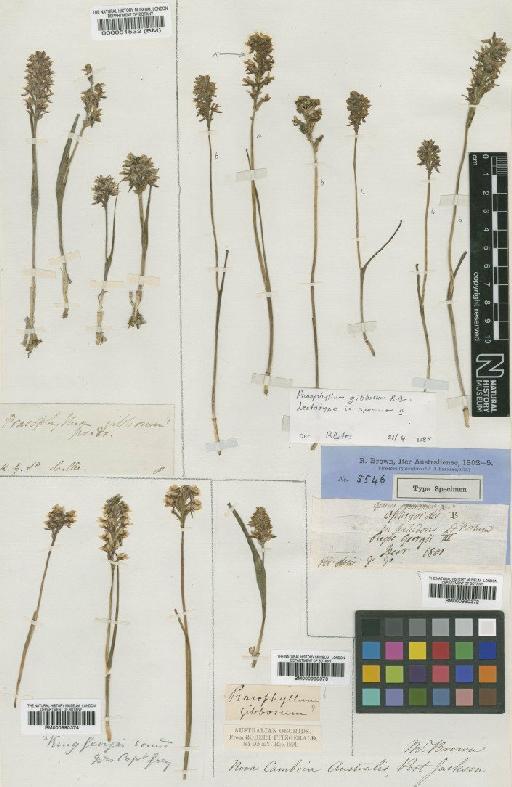Prasophyllum gibbosum R.Br. - BM000990374