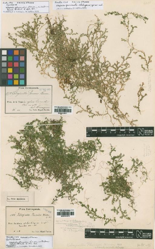 Selaginella plumieri Hieron. - BM000905677