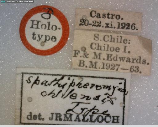 Spathipheromyia chilensis Malloch, 1934 - Spathipheromyia chilensis HT labels 1