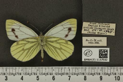 Pieris napi napi (Linnaeus, 1758) - BMNHE_1137502_90214