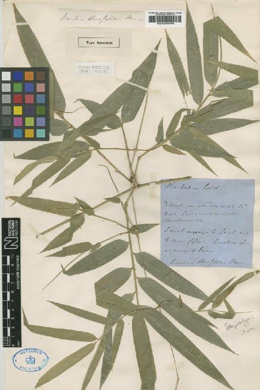 Bambusa horsfieldii Munro - BM000959258