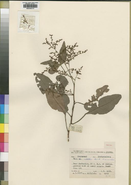 Rhus coddii R.Fern. & A.Fern. - BM000843720