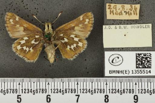 Hesperia comma (Linnaeus, 1758) - BMNHE_1355514_156878