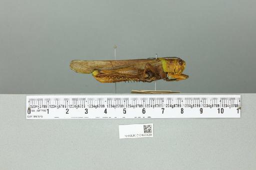 Valanga nigricornis sumatrensis Uvarov, 1923 - 012498439_reverse