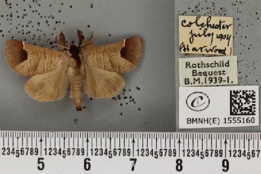 Clostera curtula ab. brunnescens Lempke, 1937 - BMNHE_1555160_249608