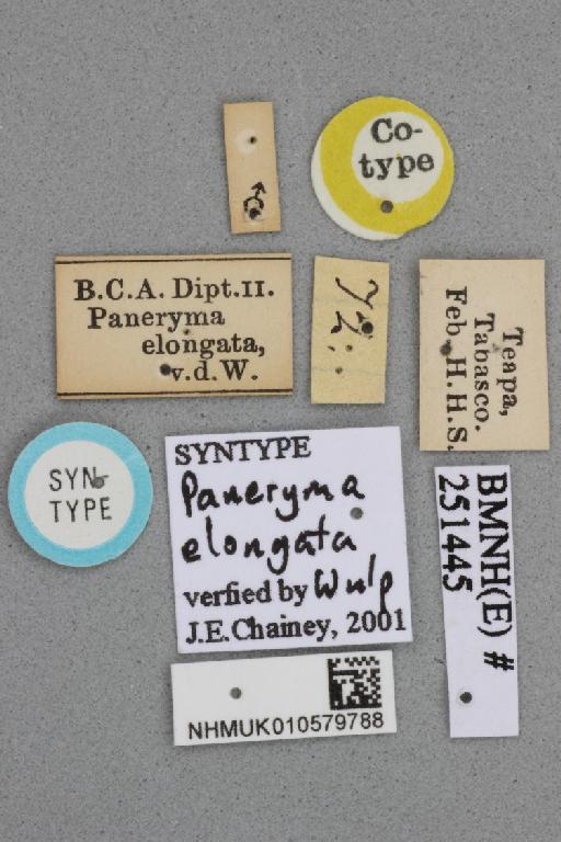 Paneryma elongata van der Wulp & van der Wulp, 1899 - Paneryma elongata NHMUK 010579788 syntype male labels