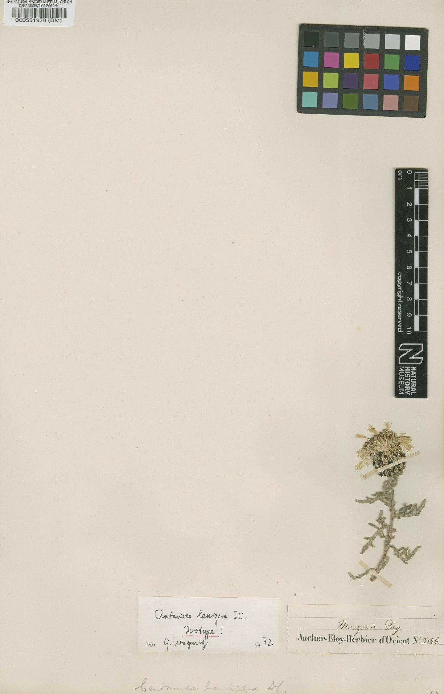 To NHMUK collection (Centaurea lanigera DC.; Isotype; NHMUK:ecatalogue:4680754)