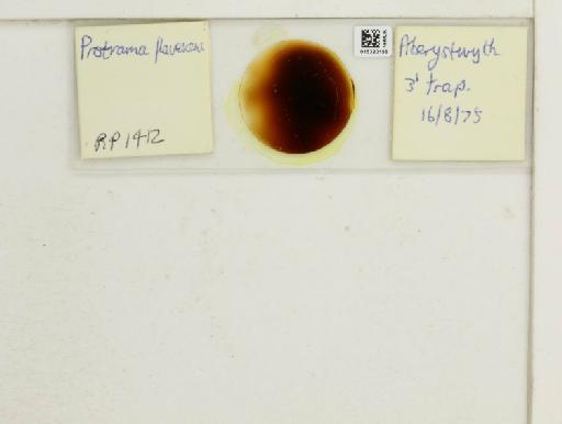 Protrama flavescens Koch, 1856 - 015320156_112958_1095793_830064_NoStatus