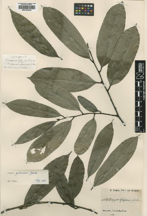 Diospyros gabunensis Gürke - BM000832725