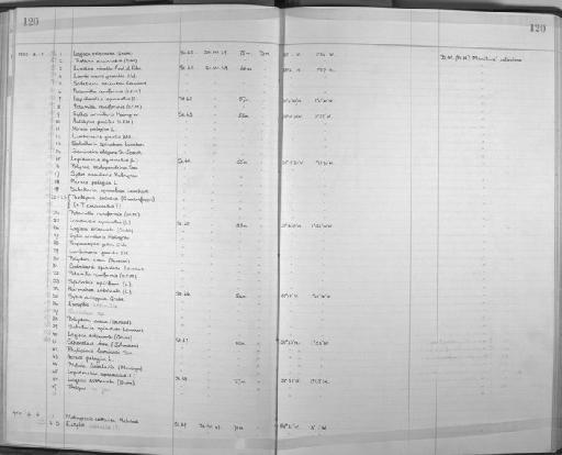 Lagisca extenuata (Grube, 1840) - Zoology Accessions Register: Annelida: 1936 - 1970: page 120