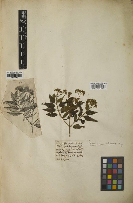 Eupatorium villosum Sw. - BM000589013