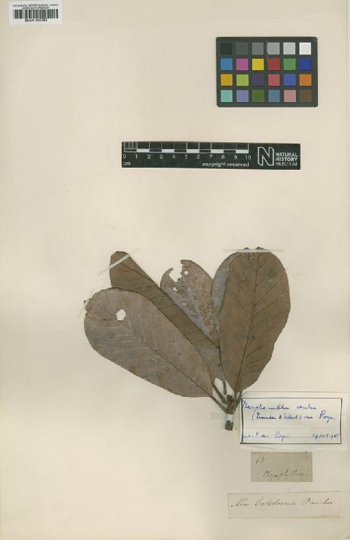 Pichonia dubia - BM001050352
