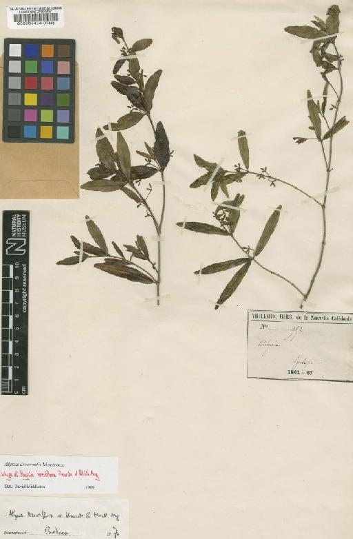Alyxia tisserantii Montrouz - BM000508454