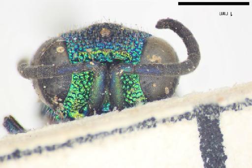 Chrysis fasciata var. daphne Smith, F., 1874 - Chrysis_fasciata_var_daphne-BMNH(E)#970905_type-frontal-4X