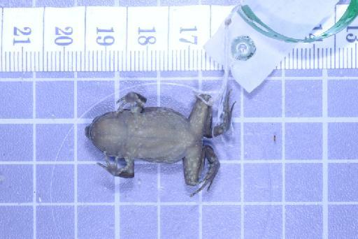 Callulops humicola compta (Zweifel, 1972) - Image of specimen 1961.857