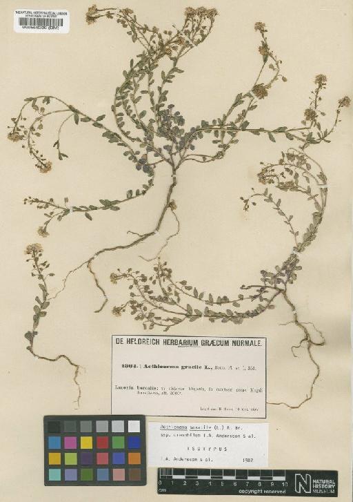 Aethionema saxatile subsp. oreophilum I.A.Andersson, Carlström, Franzén, Karlén & H.Nybom - BM000556336