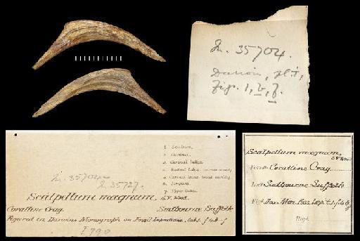 Scalpellum magnum Darwin, 1851 - In. 35704