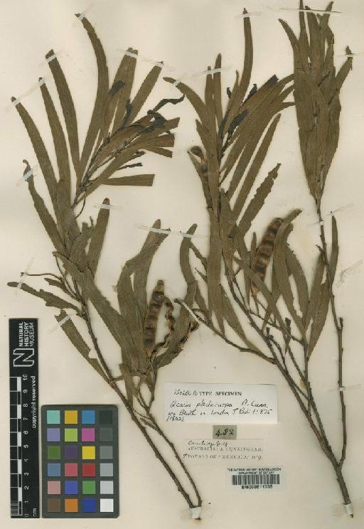 Acacia plectocarpa A.Cunn. ex Benth. - BM000611705