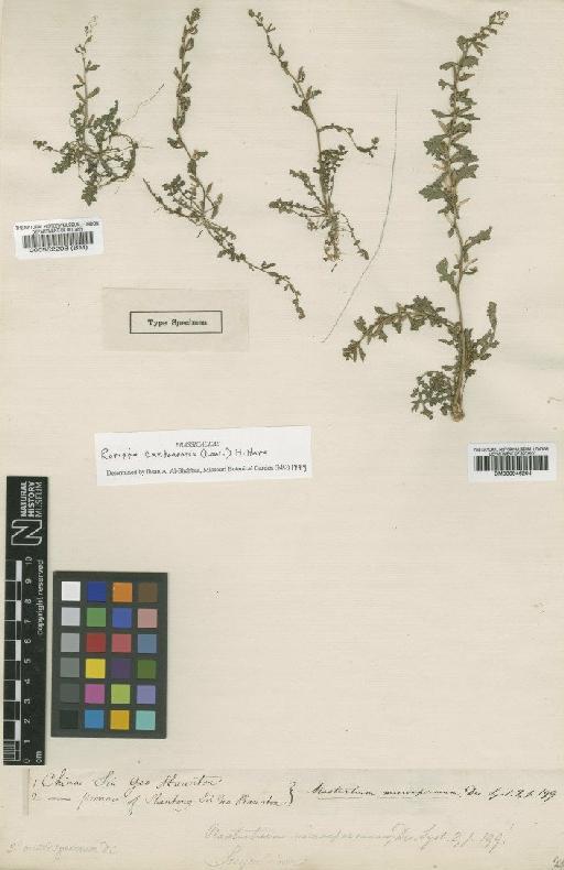 Rorippa cantonensis (Lour.) Hara - BM000552208