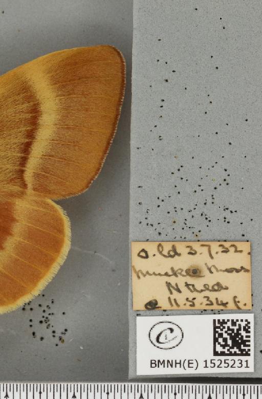 Lasiocampa quercus quercus (Linnaeus, 1758) - BMNHE_1525231_label_194132
