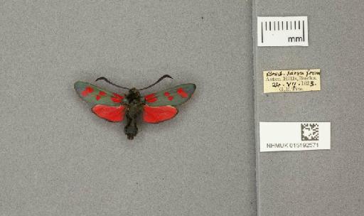 Zygaena (Zygaena) filipendulae stephensi Dupont, 1900 - 015192571_775459_1085133
