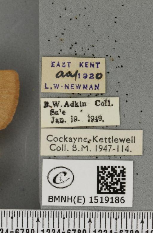 Lasiocampa trifolii flava Chalmers-Hunt, 1962 - BMNHE_1519186_label_192535