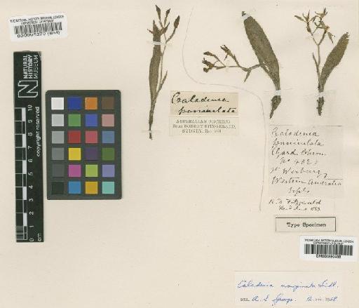 Caladenia marginata Lindl. - BM000095370