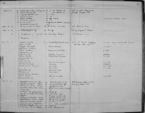 Bougainvillia Lesson, 1830 - Zoology Accessions Register: Coelenterata: 1951 - 1958: page 50