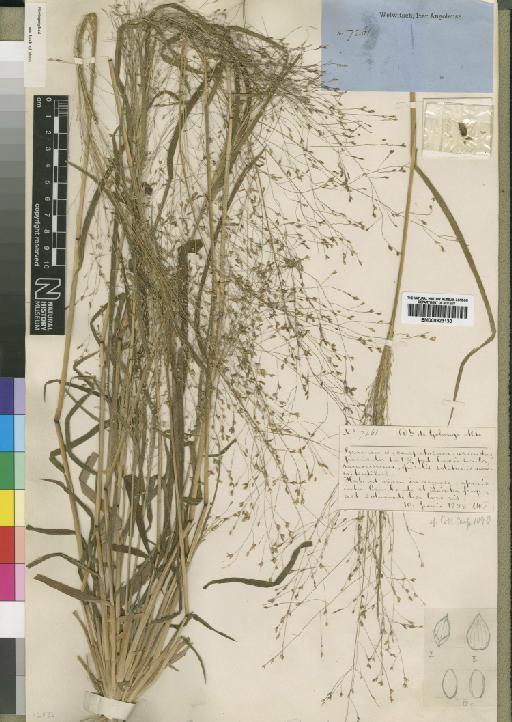 Panicum pansum Rendle - BM000923130