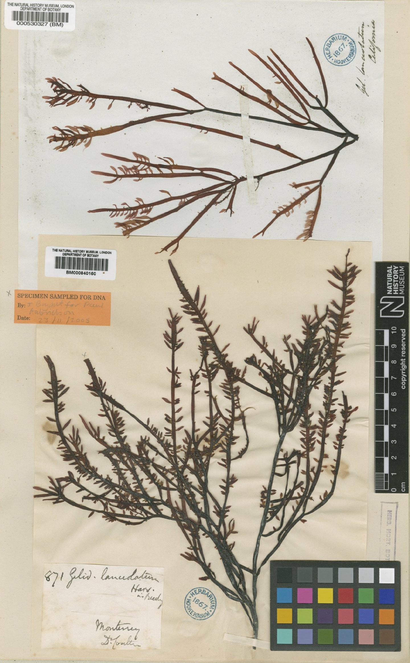 To NHMUK collection (Prionitis lanceolata Harv.; Syntype; NHMUK:ecatalogue:465935)