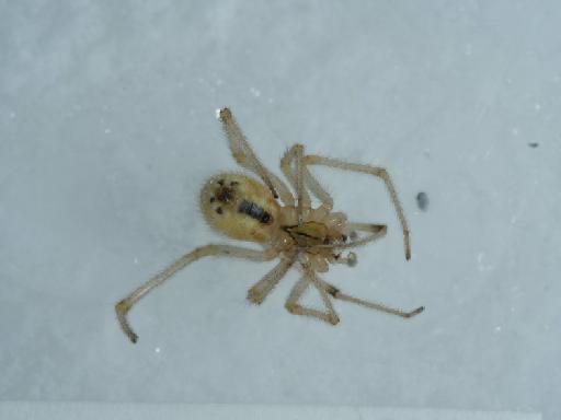 Enoplognatha latimana (Hippa & Oksala, 1982) - 014449055_5