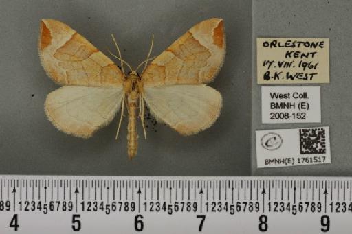 Eulithis testata (Linnaeus, 1761) - BMNHE_1761517_343537