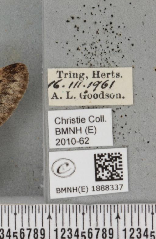 Apocheima hispidaria (Denis & Schiffermüller, 1775) - BMNHE_1888337_label_455719